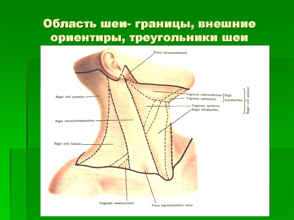 Треугольники шеи схема