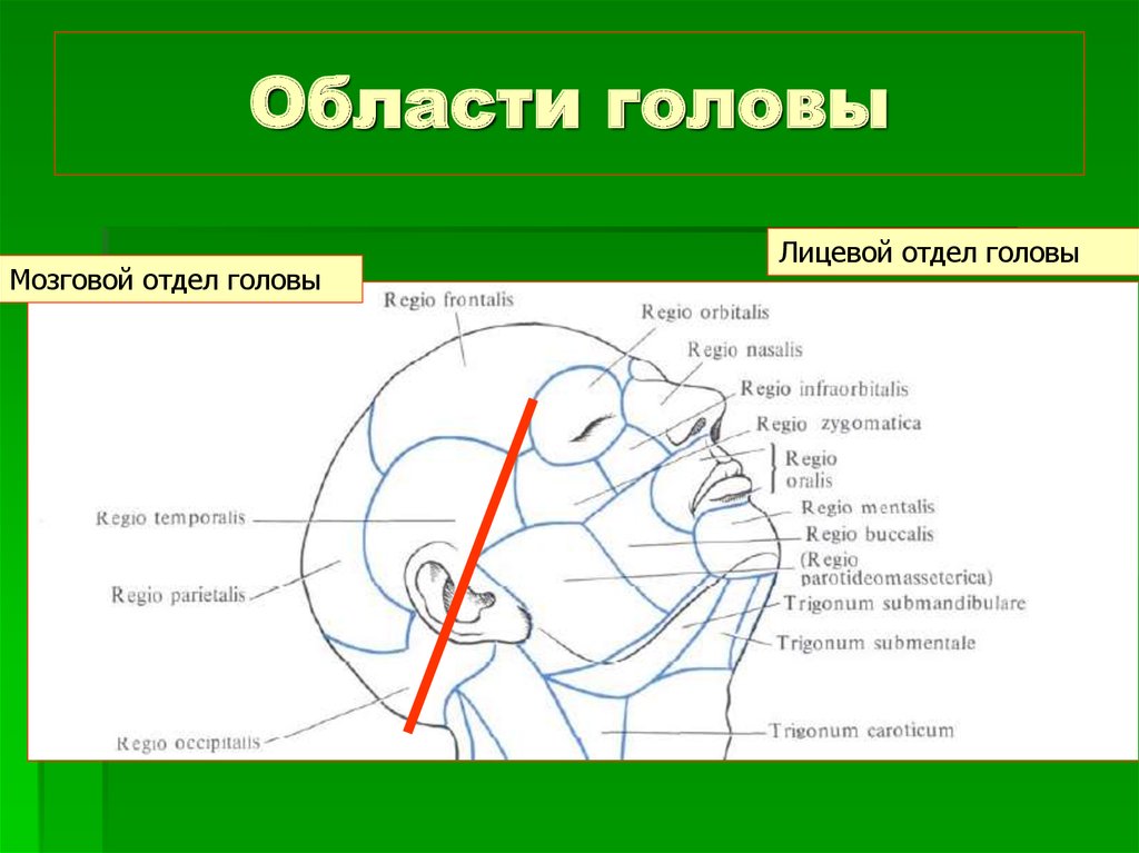 Отдел затылок. Мозговой отдел головы топографическая анатомия. Границы внешние ориентиры мозгового отдела головы. Области мозгового отдела головы топографическая анатомия. Области лицевого отдела головы топографическая анатомия.