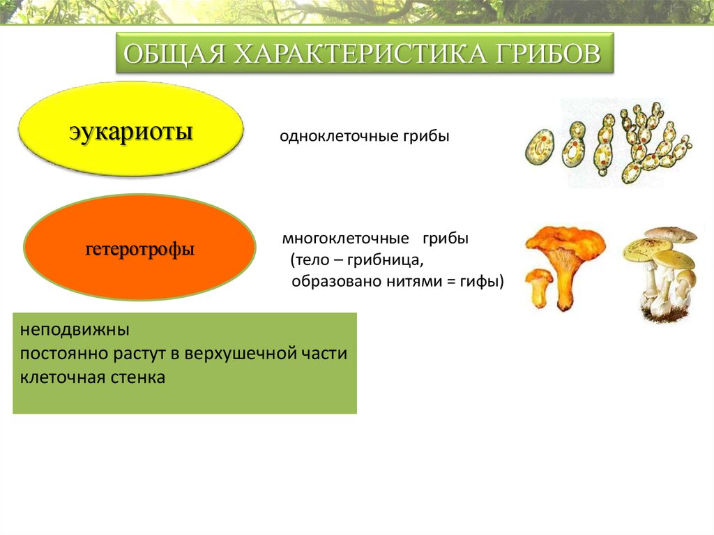 Группы многоклеточных грибов