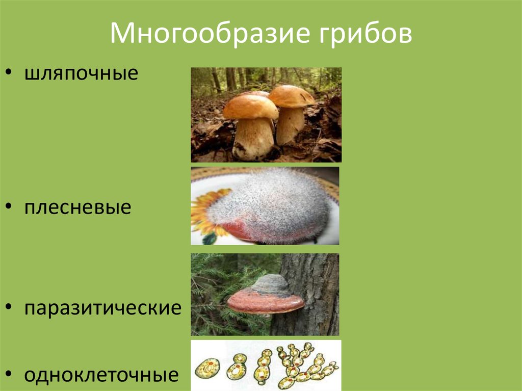 Сообщение значение грибов в природе. Разнообразие грибов в природе. Разнообразие царства грибов. Царство грибы. Многообразие форм грибов.