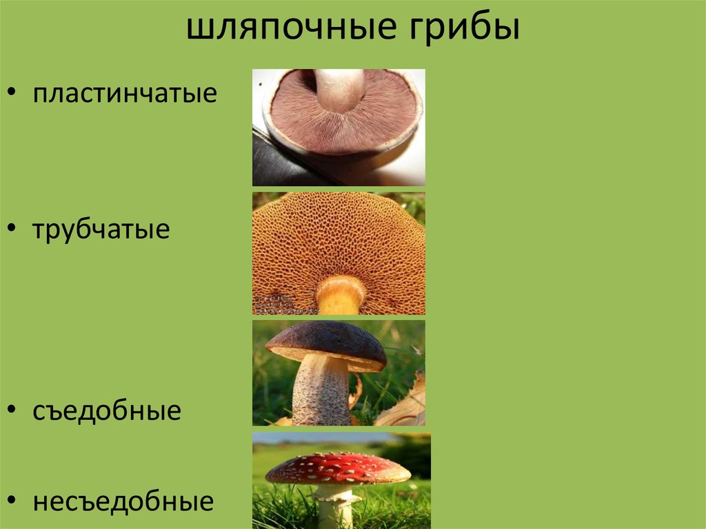 Сходство и различие пластинчатых и трубчатых грибов. Шляпочные грибы трубчатые и пластинчатые. Шляпочные грибы таблица. Трубчатые грибы и пластинчатые грибы таблица. Шляпочные грибы питаются.