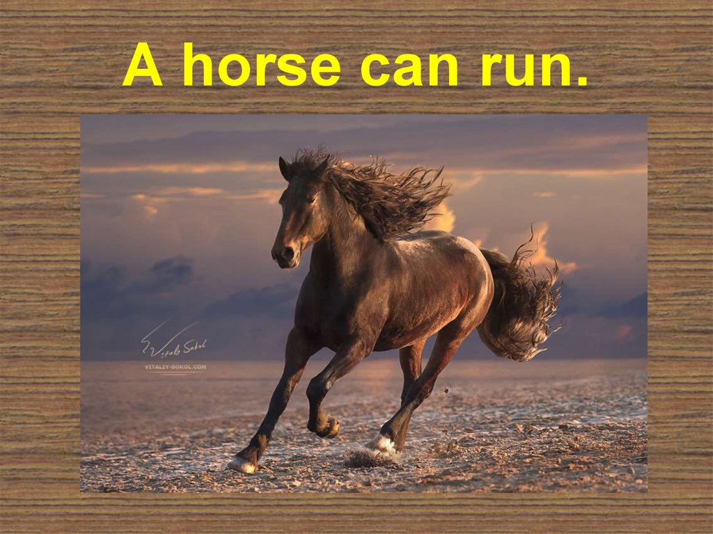 A horse can sing. A Horse can Run. Horse презентация на английском. A Horse can Run картинки. Пазл Свобода 1000 деталей.