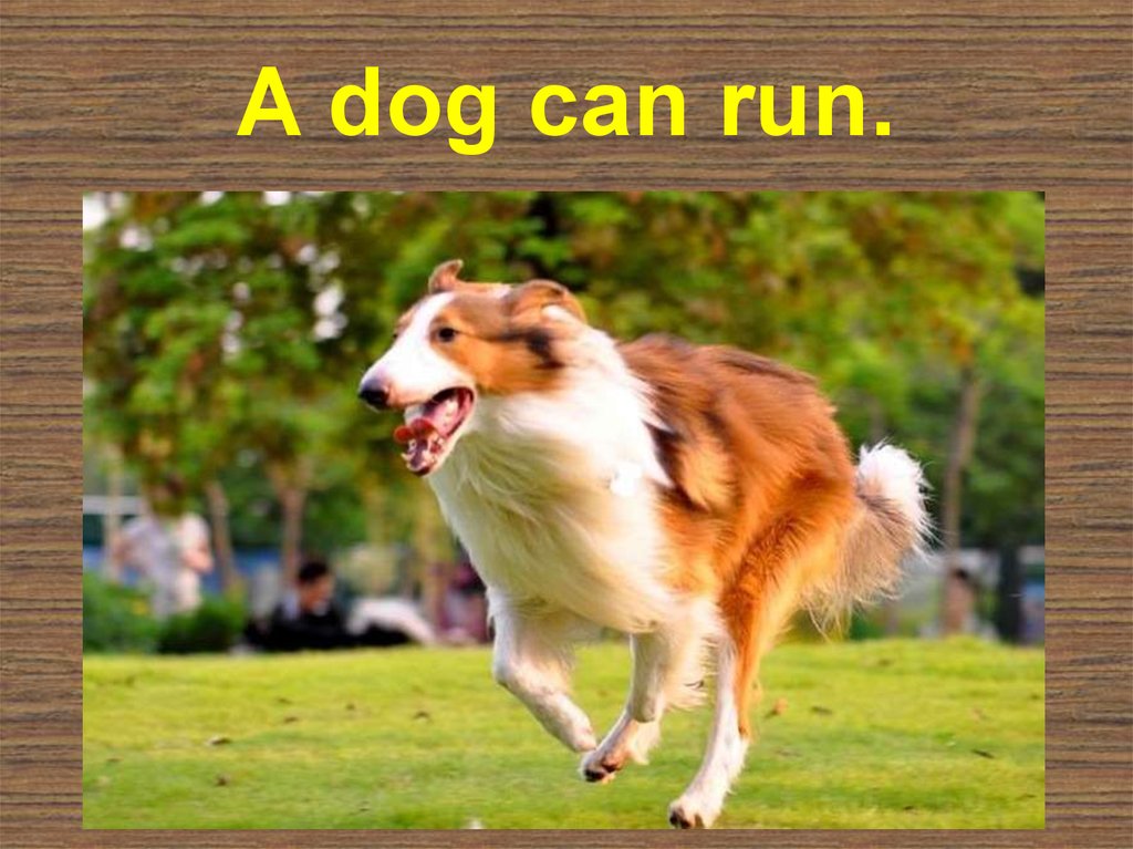 Can ran перевод. Dog can Run. Dogs can Run 2 класс. A Dog can 2 класс. Dog can картинка для детей английский.