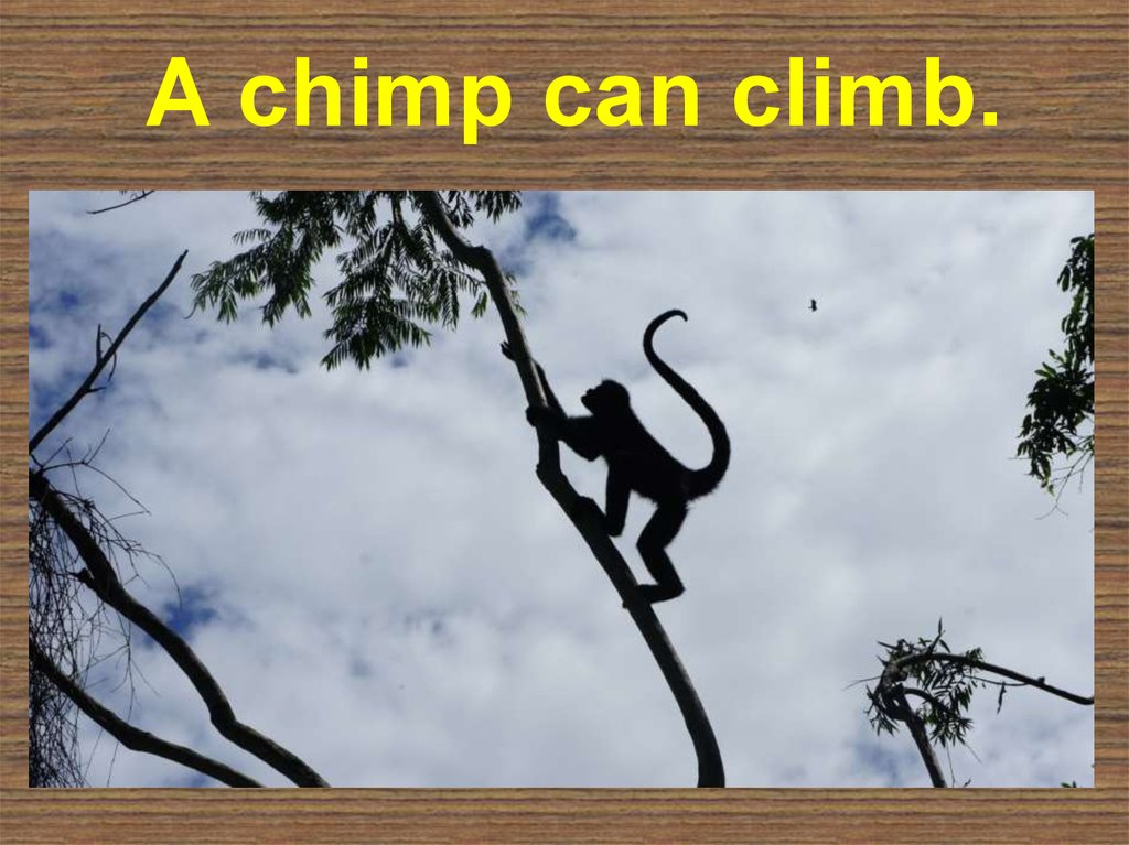 A chimp can sing. Can Climb. Climb Chimp. Картинки i can Climb. A Chimp can't.