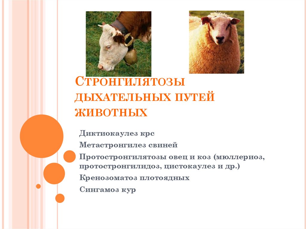 Путь животного. Протостронгилидозы овец и коз. Классификация дыхательных путей животных. Стронгилятозы дыхательных путей цикл развития. Курсовая работа по клинической диагностике животных собака.