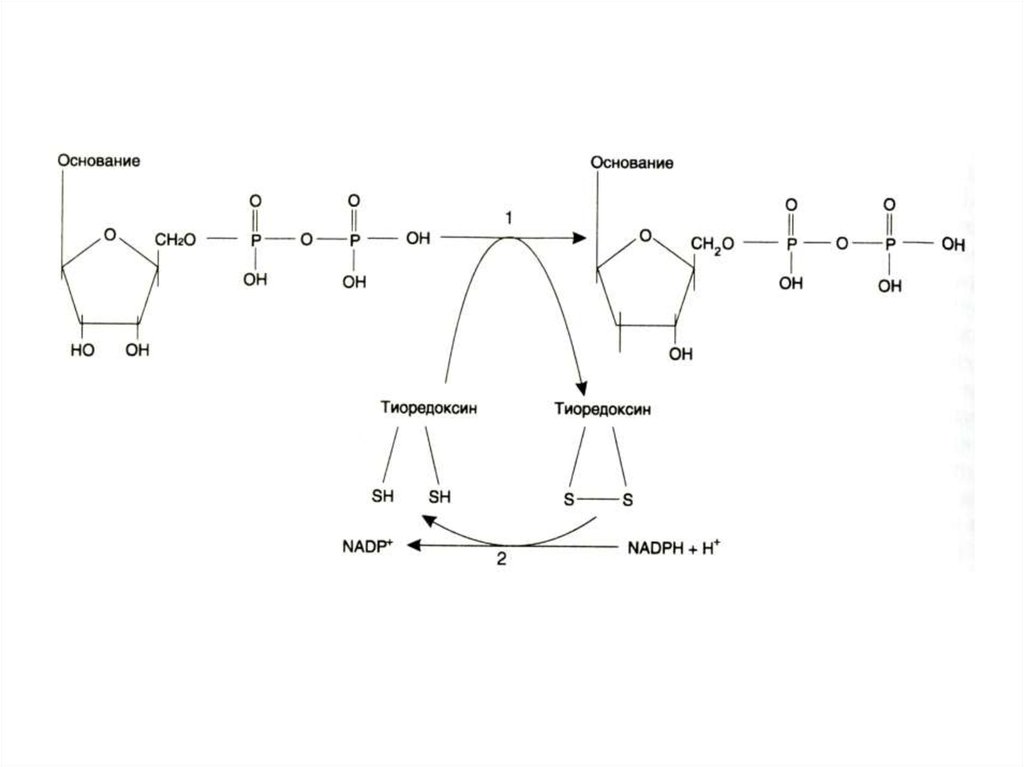 Матричные нуклеиновые кислоты. Тиоредоксин. ЦДФ В ДЦДФ биохимия. Тиоредоксин схема. Тиоредоксин формула.