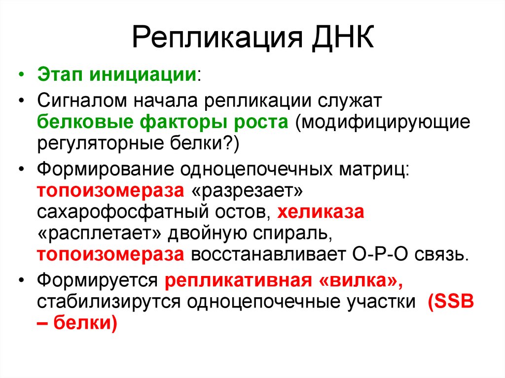 Фазы днк. Репликация ДНК её этапы фазы. Этапы репликации ДНК. Этапы процесса репликации. Этапы репликации биохимия.