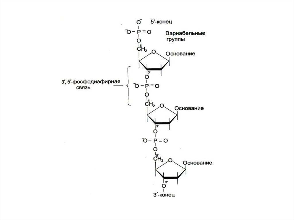 Синтез нуклеиновых кислот начинается с 5 конца. Биохимия нуклеиновых кислот .Биосинтез ДНК. Схемы синтеза нуклеиновых кислот биохимия. Катаболизм нуклеиновых кислот. Синтез нуклеиновых кислот Синтез белка.