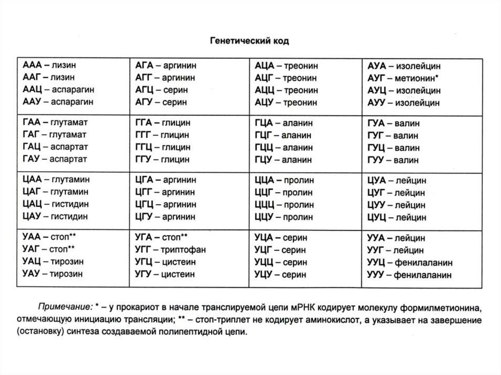 Аминокислоты в генетическом. Валин аланин глицин лизин триптофан Валин серин. Пролин Валин аргинин пролин лейцин Валин аргинин. Завершение синтеза полипептидной цепи. Генетический код лизин.