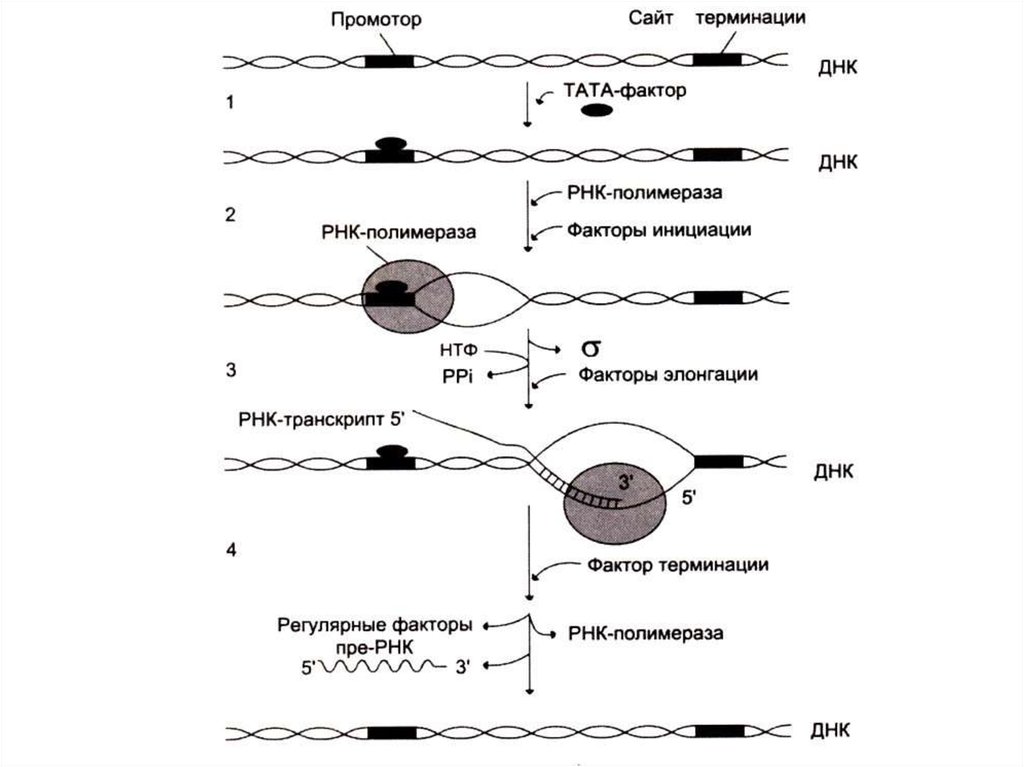 Терминация синтеза рнк. Схема процесса транскрипции. Схема этапы биосинтеза РНК инициация элонгация терминация. Схема инициация транскрипции биохимия. Этапы биосинтеза РНК инициация элонгация терминация биохимия схема.