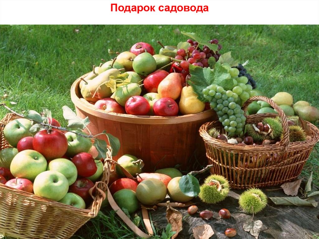 Подарок садовода