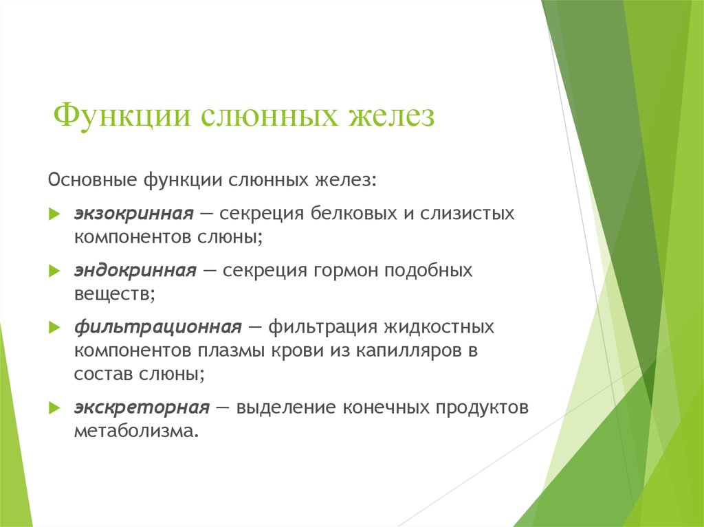 Какую роль подробное описание. Слюнные железы функции слюнных желез. Функции слюнных желез 8 класс. Слюнные железы строение и функции 8 класс. Мелкие слюнные железы функции.