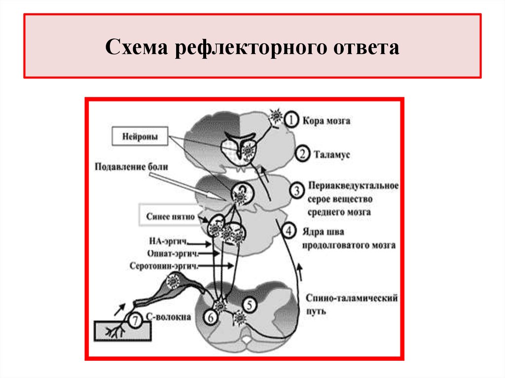 Рефлексы продолговатого мозга. Схема рефлекса. Рефлекс среднего мозга схема. Рефлекторная дуга среднего мозга схема. Механизм рефлекторного действия.