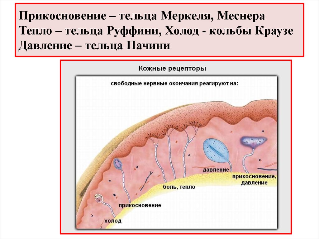 Рецепторы кожи картинка