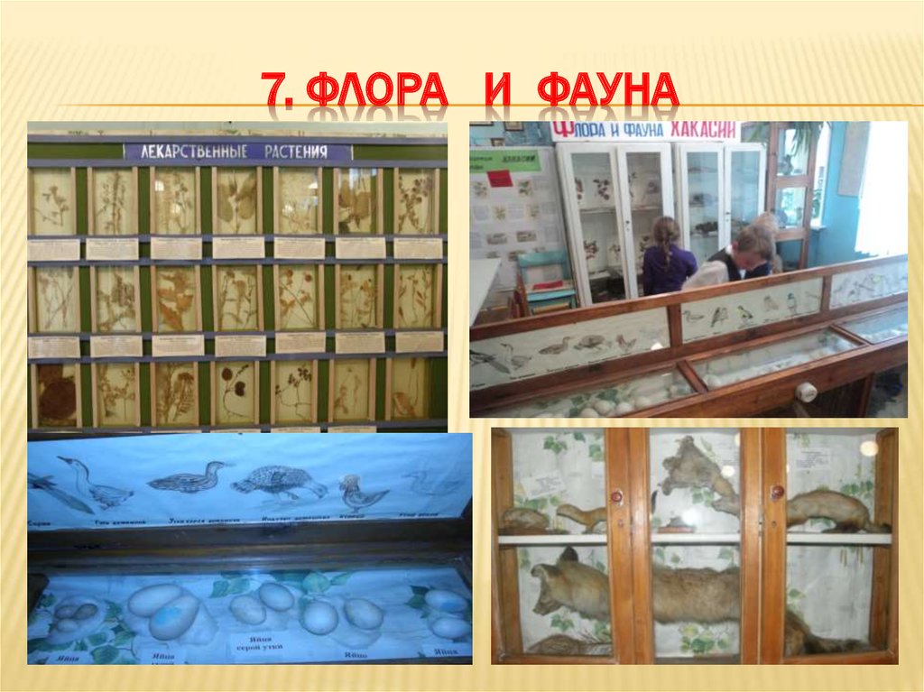 7. Флора и фауна