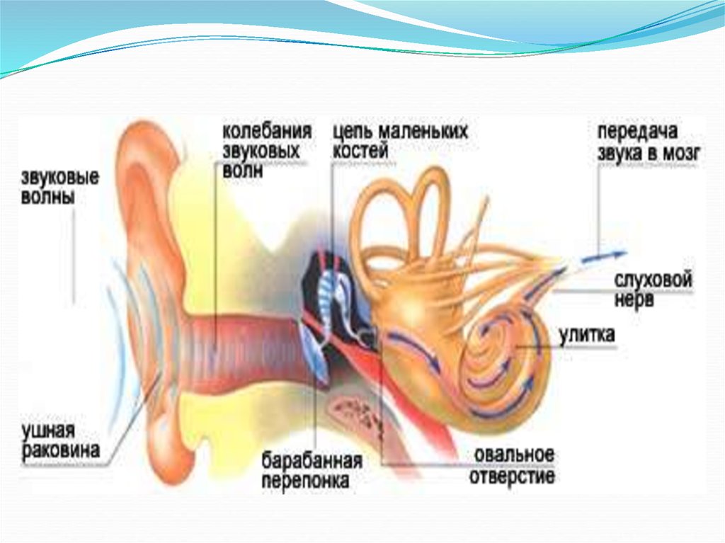 Канал передачи звука. Схема восприятия звука ухом человека. Процесс восприятия звуков человеческим ухом. Механизм восприятия звука слуховым анализатором. Передача звука в ухе.
