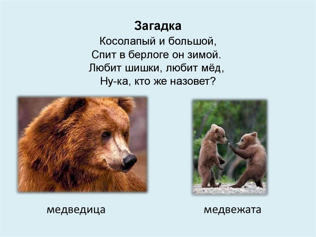 Загадка про медведя. Загадка про медведя для дошкольников. Загадка про медведя для детей. Загадка про мишку для детей.