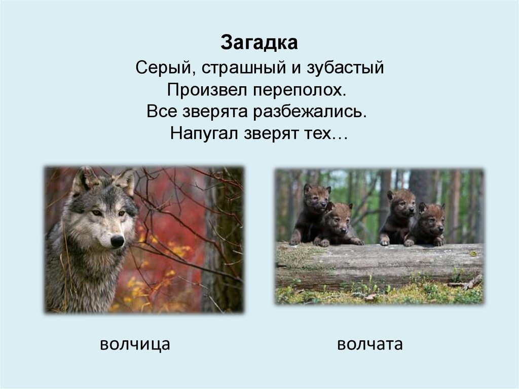 Загадка волк. Загадка про волка. Загадка про волка для детей. Загадка про волну. Загадка про Волгу.