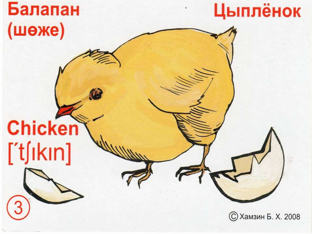 Балапан тобы картинка