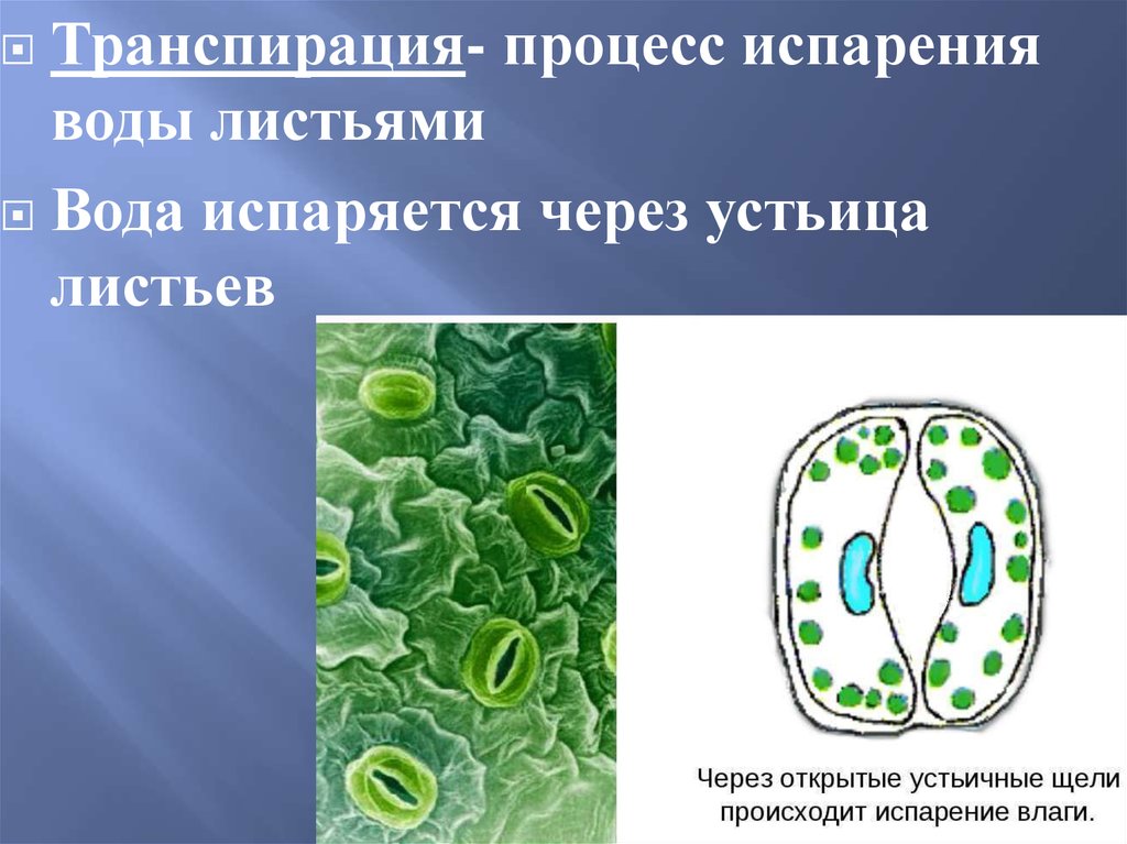 Проект испарение воды листьями