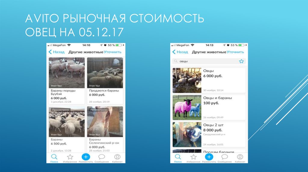 AVITO рыночная стоимость овец на 05.12.17