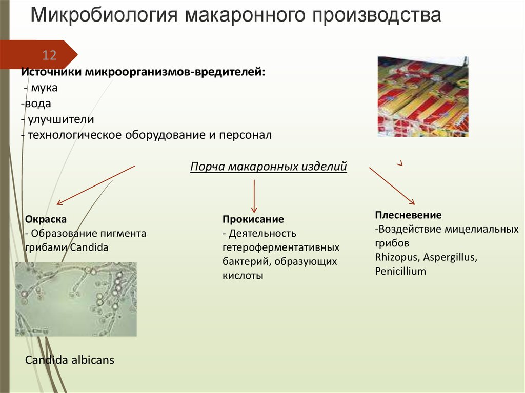 Микробиология макаронного производства