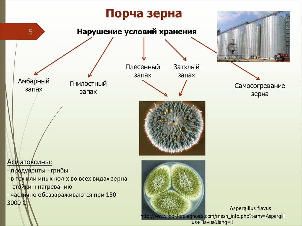 Порча зерна