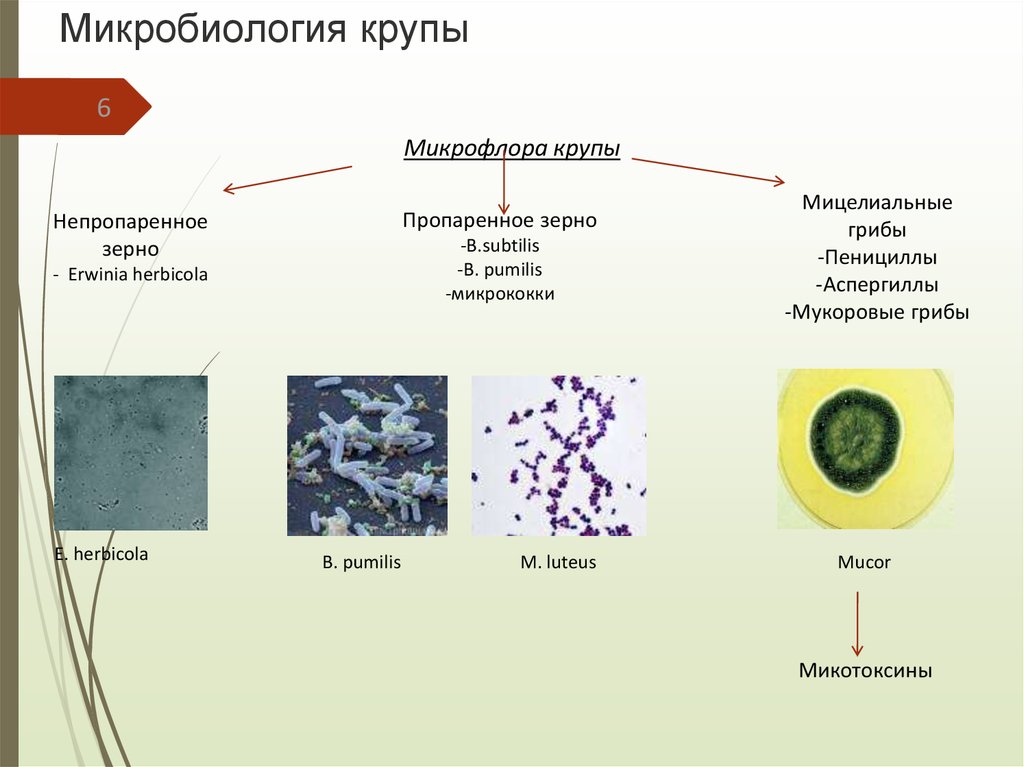 Микробиология презентация на тему грибы