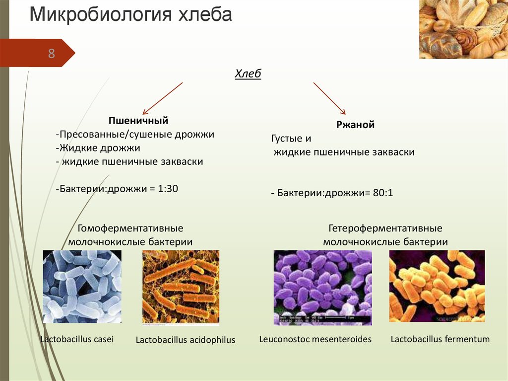 Презентация микробиология хлебобулочных и мучных кондитерских изделий