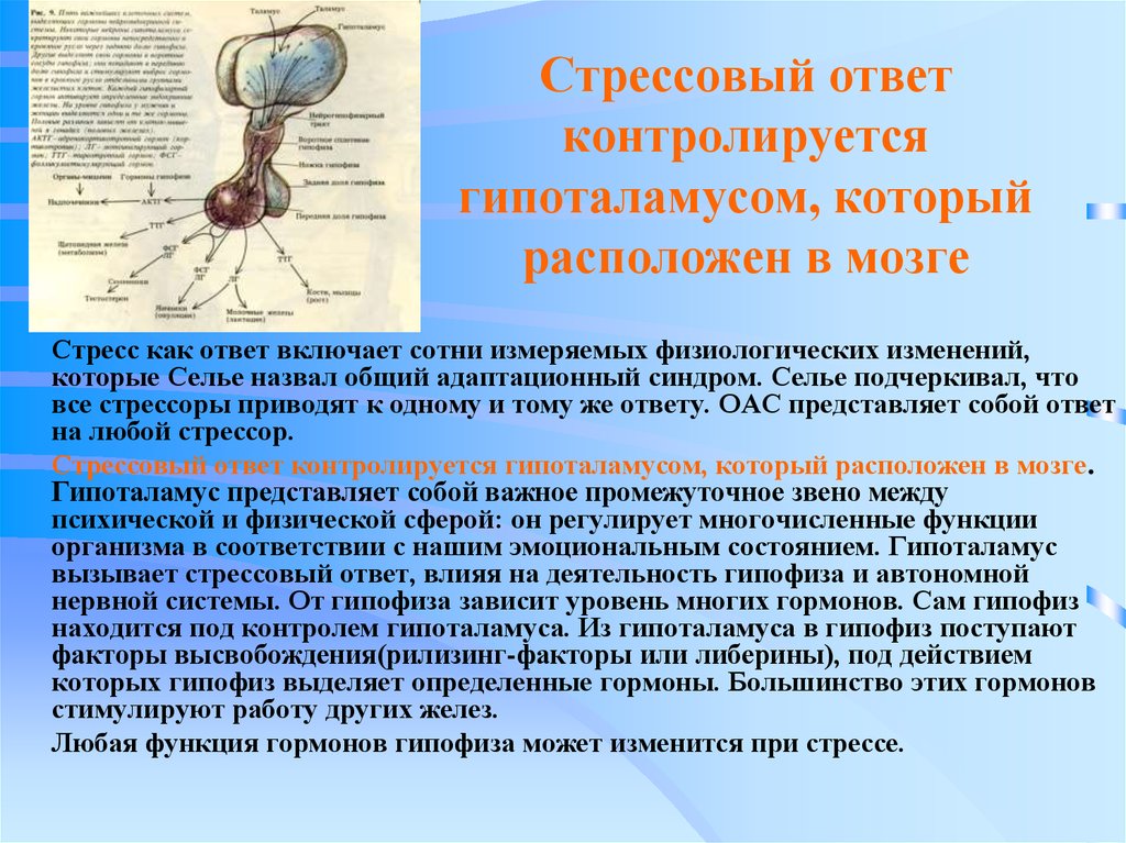 Как токсины влияют. Гормоны гипофиза при стрессе. Гипоталамус и стресс. Нейрофизиологические механизмы стресс. Гипоталамус при стрессе.