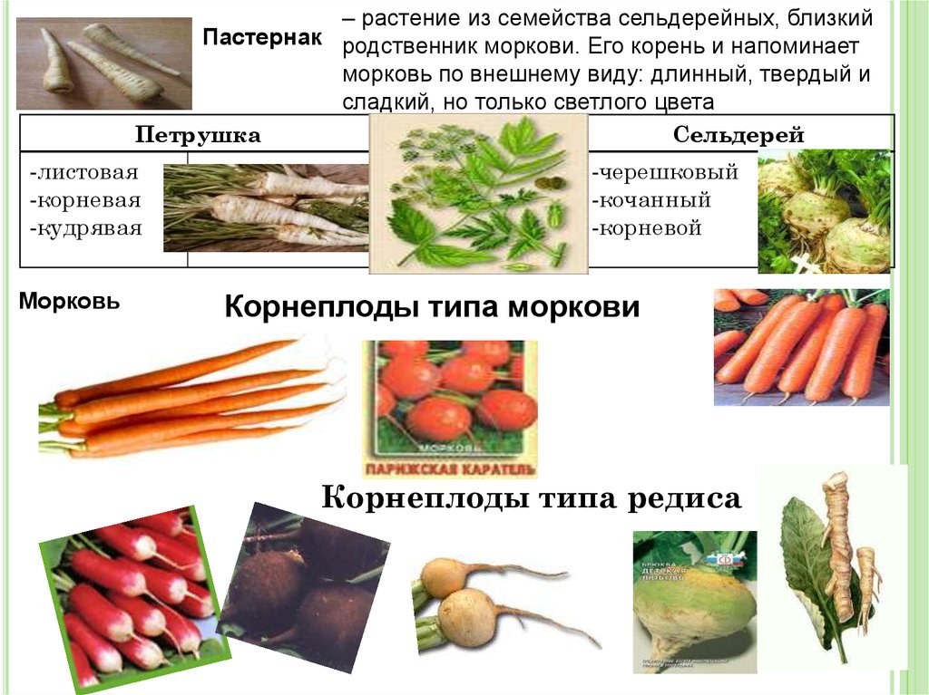 Список овощных растений. Корнеплод моркови. Виды корнеплодов. Типы моркови. Корнеплоды морковь виды.