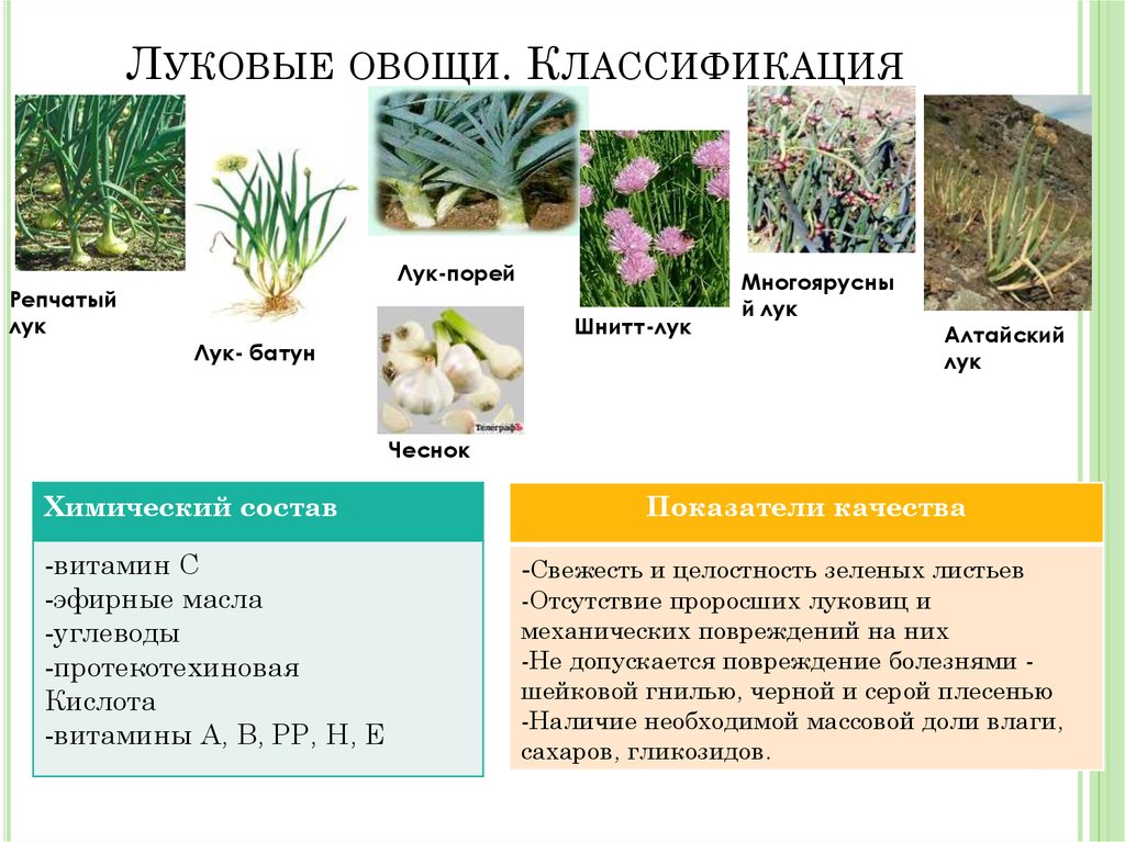 Овощные культуры семейства луковые