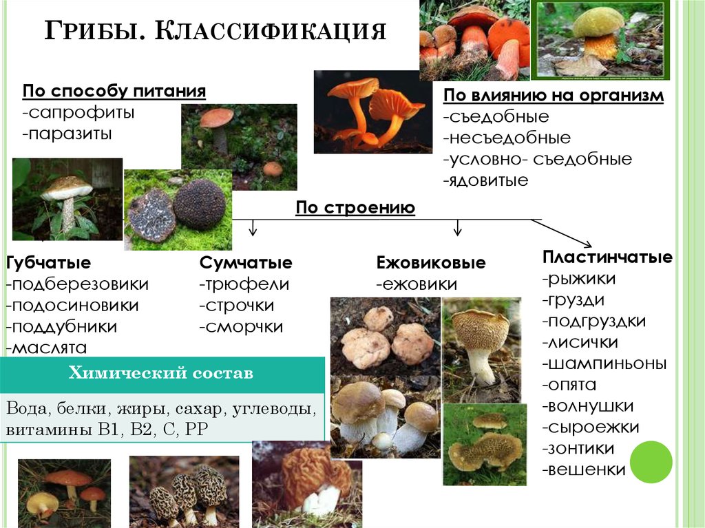 Таблица грибов. Классификация царство грибов таблица. Царство грибы классификация схема. Классификация грибов 5 класс биология таблица. Классификационные признаки грибов.