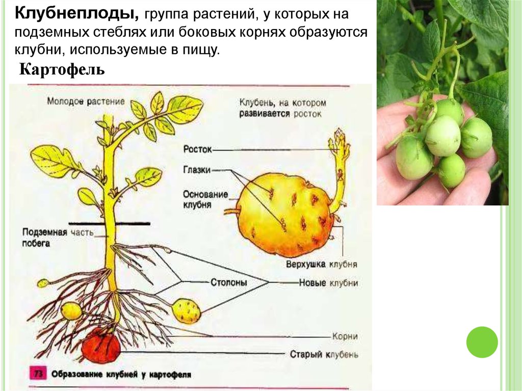 Наличие каких органов у клубня. Плод картофеля. Картофель строение растения. Строение клубня картофеля.