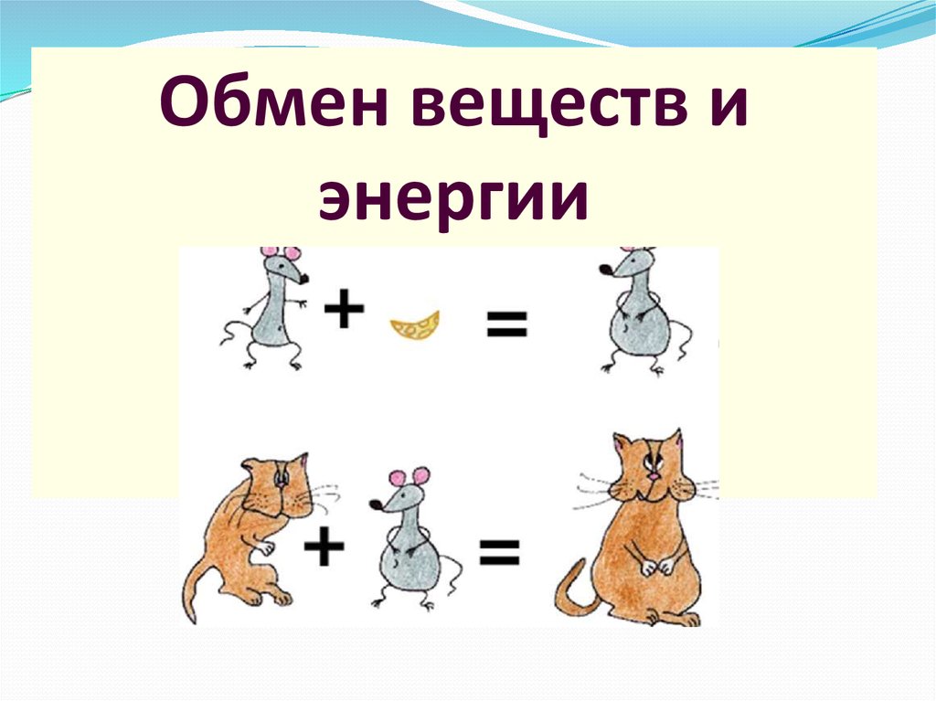 Обмен веществ 10