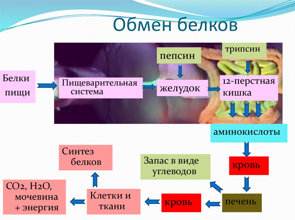 Схема обмена белков в организме человека