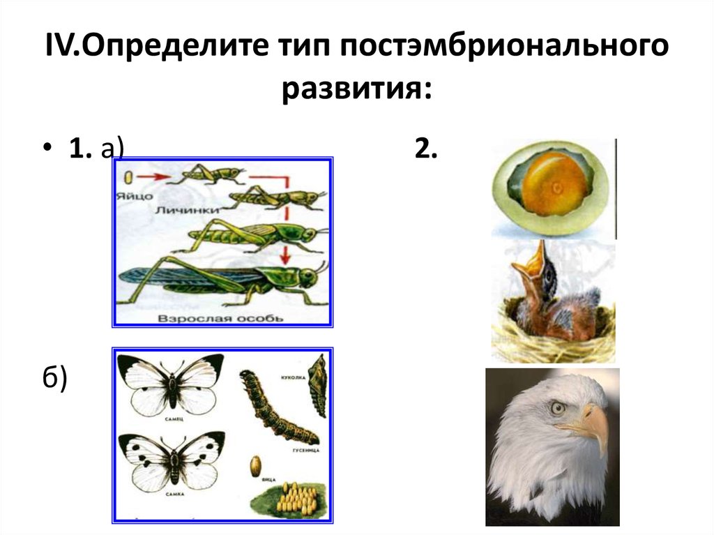 Онтогенез организмов