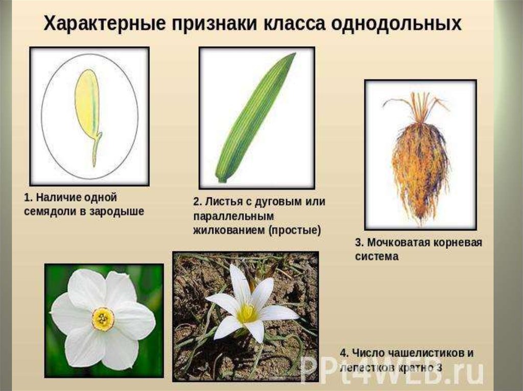 Чашелистики у двудольных. Класс Однодольные растения. Нарцисс однодольное или двудольное. Цветок однодольных растений. Семейства однодольных и двудольных.