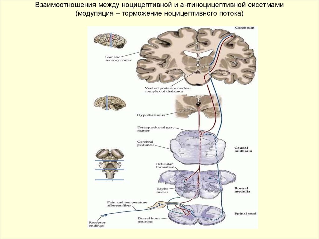 Схема антиноцицептивной системы