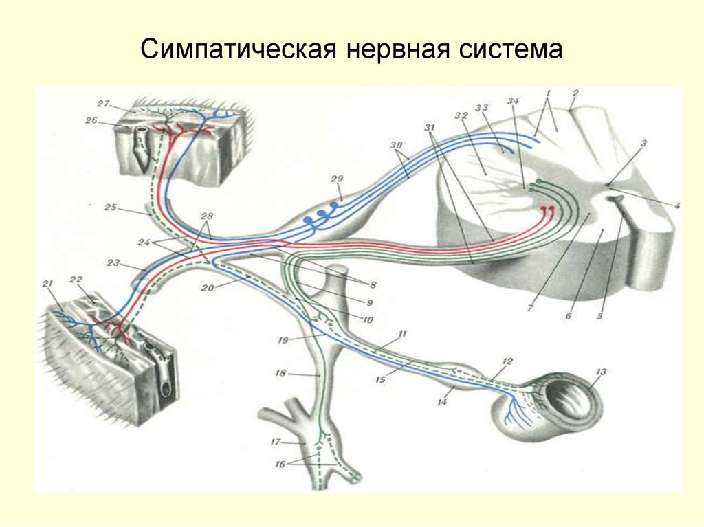 Симпатическая нервная система. Симпатические нервные волокна ганглии. Симпатическая нервная сиситем. Симпатиче Кая нервная система.