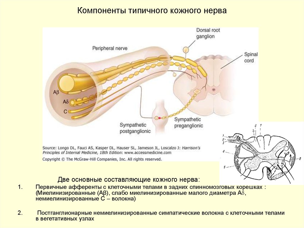 Нервы кожи. Нерв кожи. Немиелинизированные волокна. Постганглионарные симпатические волокна. Кожные нервы.