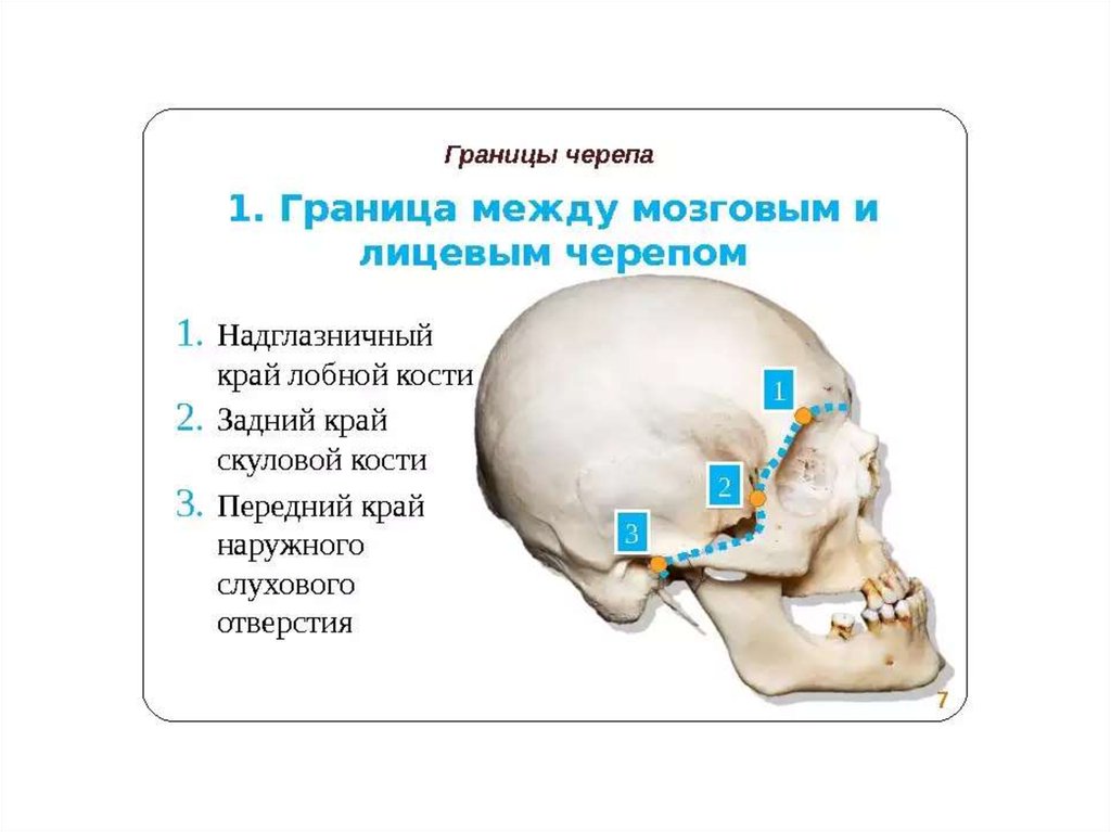 Мозговое основание черепа. Граница мозгового и лицевого отделов черепа. Граница между сводом и основанием мозгового отдела черепа. Граница между мозговым и лицевым отделом черепа. Границы лицевого отдела черепа.