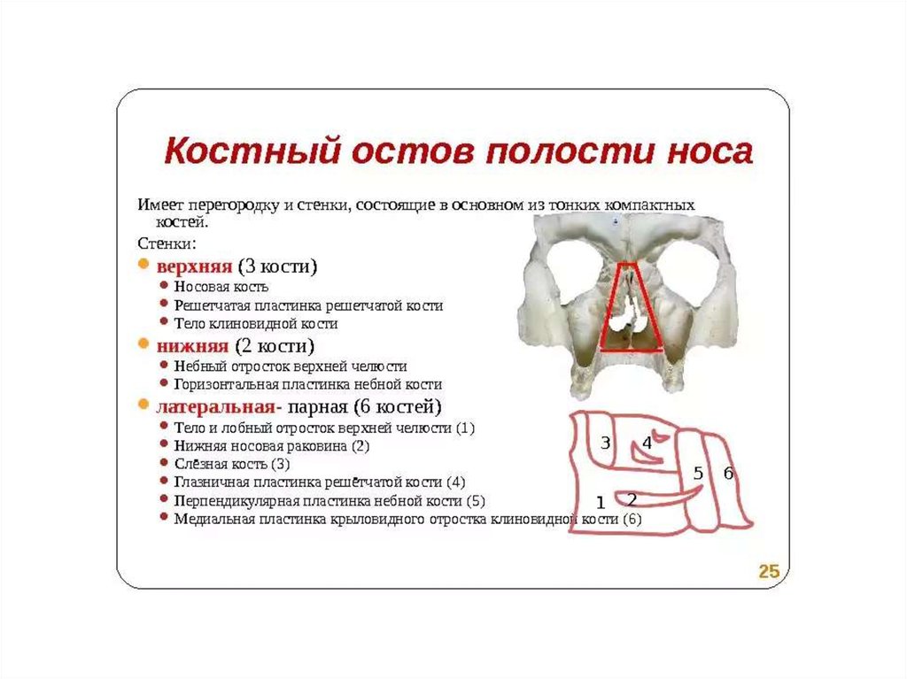 Носовую полость образуют кости