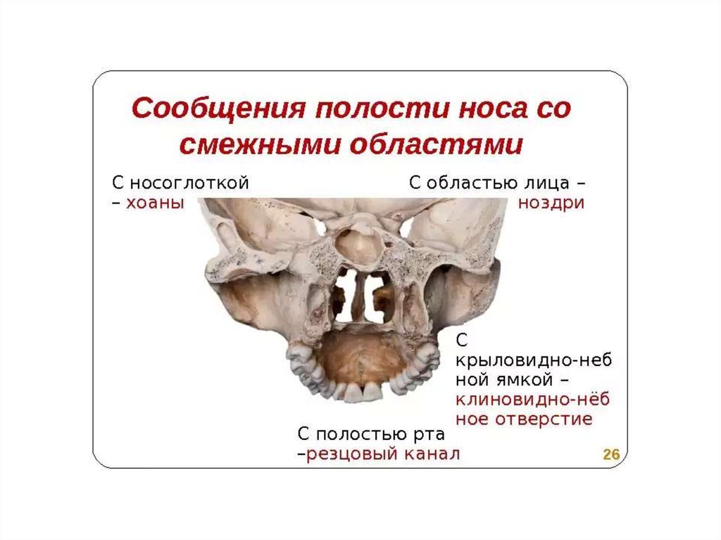 Полость другой. Хоаны - choanae Остеология. Клиническая анатомия черепа Гайворонский. Остеология Гайворонский методичка. Сообдешеия полости носа.