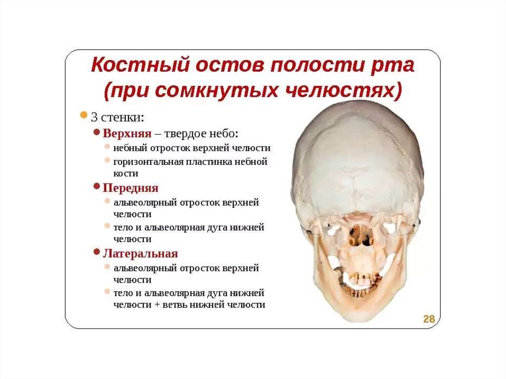 Костная стенка которая отделяет полость рта. Костный остов ротовой полости. Костные стенки ротовой полости. Костный остов полости рта анатомия. Кости образующие полость рта.