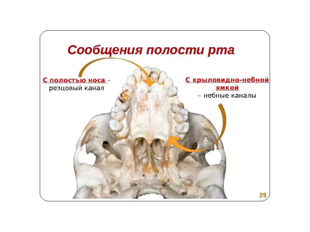 Костная основа полости рта. Большой и малый небные каналы.