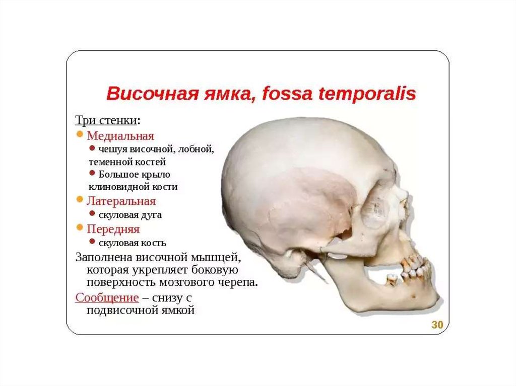 Височная ямка. Подвисочная ямка черепа. Височная ямка черепа стенки. Височная и подвисочная ямка. Височная и подвисочная ямки черепа.