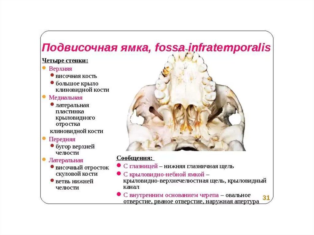 Крыловидно небная ямка сообщается с глазницей. Подвисочная ямка черепа. Подвисочная ямка черепа анатомия. Подвисочная ямка послойное строение. Височная ямка анатомия стенки.