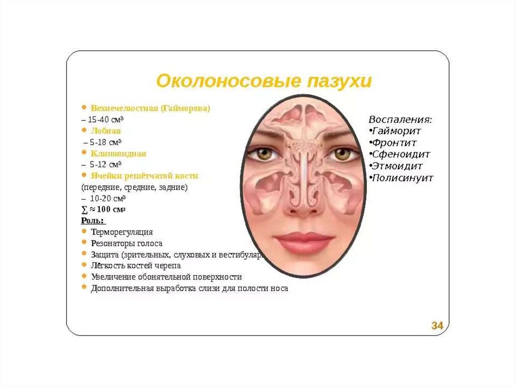 Околоносовые пазухи. Околоносовые пазухи таблица. Околоносовые пазухи функции. Околоносовые пазухи носа. Задние околоносовые пазухи.