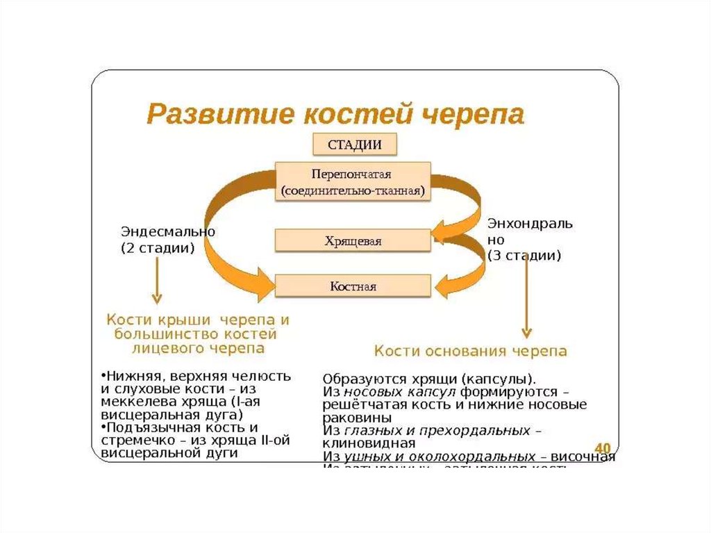 Стадии костей. Этапы развития костей. Этапы развития костей черепа. Стадии развития костей. Этапы формирования кости.